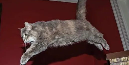 猫咪为什么喜欢待在高处