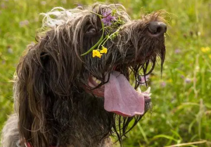 饲养科普:刚毛指示格里芬犬怎么喂食? 饲养科普:刚毛指示格里芬犬怎么喂食?