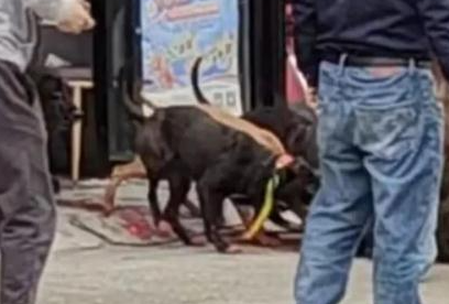 野猪冲进彩票店被5只猎犬制服:不到半小时野猪被咬死 野猪冲进彩票店被5只猎犬制服:不到半小时野猪被咬死