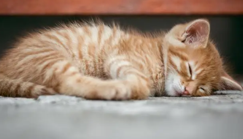 猫咪睡觉有风险吗