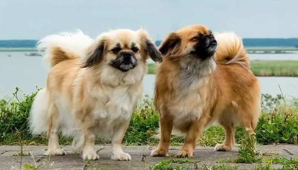 西藏猎犬发烧怎么治疗?赶快学习一下 西藏猎犬发烧怎么治疗?赶快学习一下