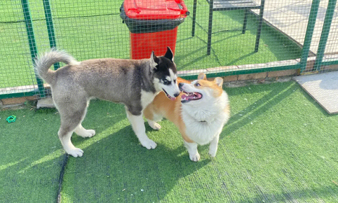 哪里有狗狗寄养 哪里有狗狗寄养