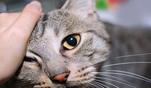 猫咪为什么拿头蹭人脸