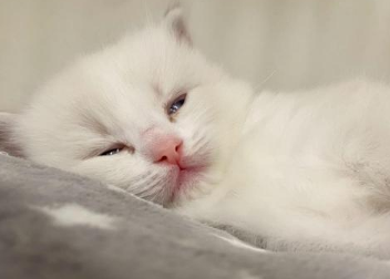 猫咪为什么突然没起床了