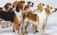 怎么训练英国猎狐犬小便?不知道的快看