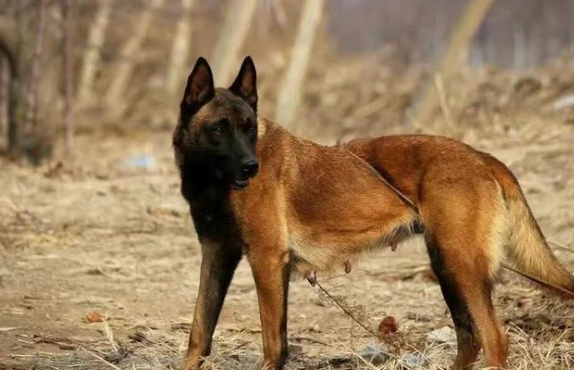 公马犬多大可以借配呢?方法如下~ 公马犬多大可以借配呢?方法如下~