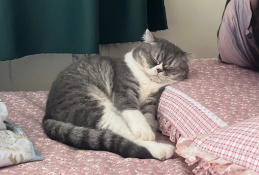 猫咪在家里随处睡觉