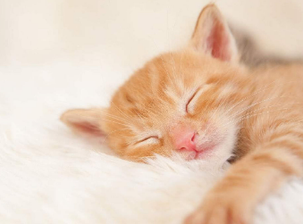 猫咪晚上会睡一晚上吗