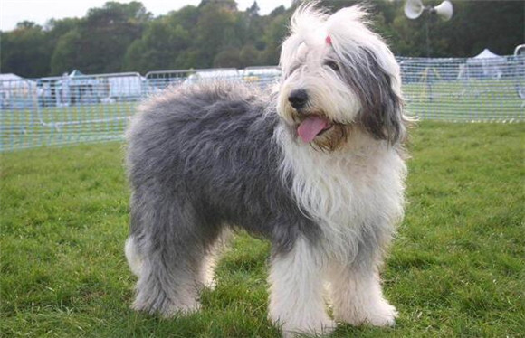 英国古代牧羊犬适应能力怎么训练?本文教你 英国古代牧羊犬适应能力怎么训练?本文教你