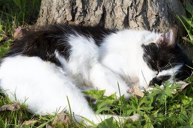 猫咪死了为什么要深埋起来