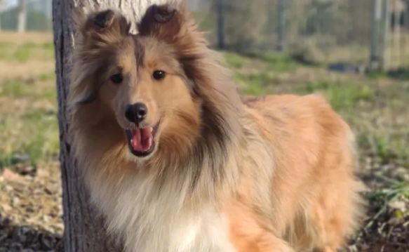 喜乐蒂牧羊犬爱叫吗?这篇文章告诉你 喜乐蒂牧羊犬爱叫吗?这篇文章告诉你