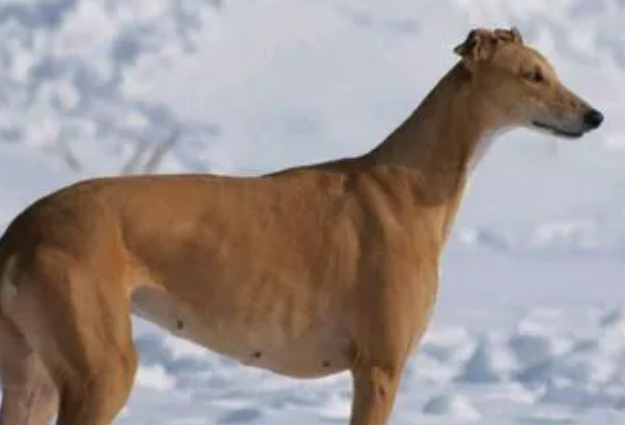 灵缇犬怎么训练？主人来学习下吧