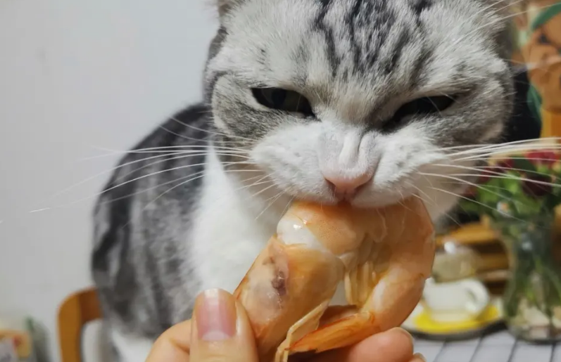 为什么猫咪不能多吃虾皮的原因 为什么猫咪不能多吃虾皮的原因