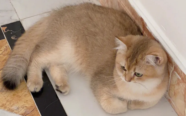 猫为什么总揣着手