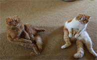 猫咪为什么愿意让擦屁股呢