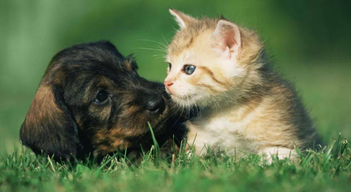 猫狗相处多久才不打架 猫狗相处多久才不打架