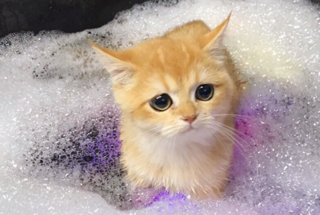 怎么帮宠物猫洗澡