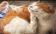 跳蚤会导致猫咪死亡吗