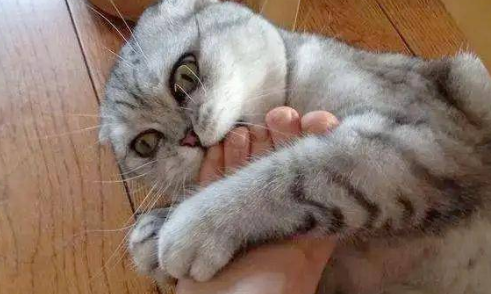 猫为什么总咬脚丫子