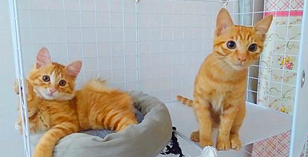 橘猫和黄狸猫的区别是什么? 橘猫和黄狸猫的区别是什么?