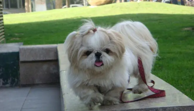 狗狗知识：西施犬吃什么可以美毛？