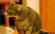 猫咪突然呕吐是为什么啊
