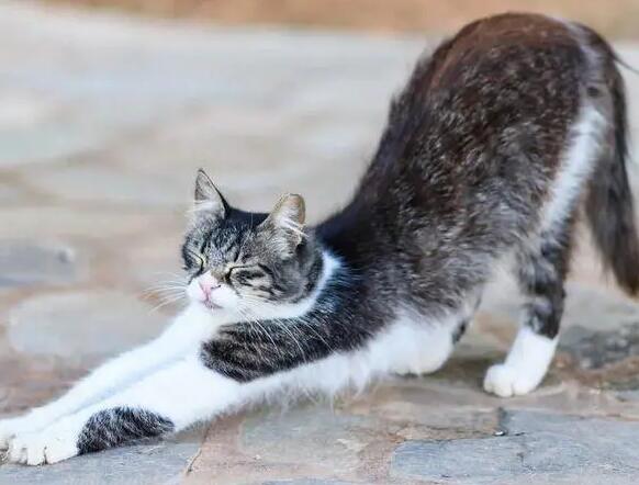 猫咪前肢为什么灵活无力