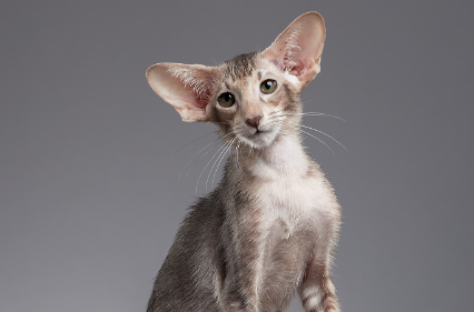 东方短毛猫毛发怎么护理?一文告诉你! 东方短毛猫毛发怎么护理?一文告诉你!