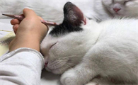 为什么猫咪爱蹭头发的原因