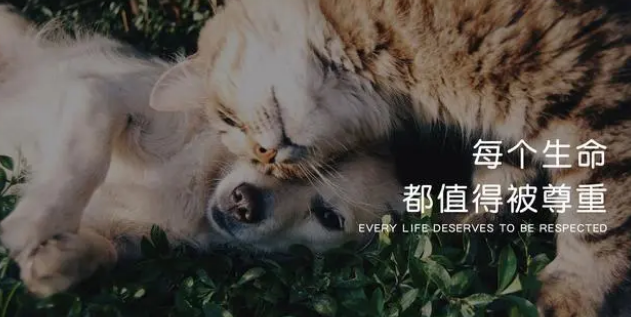 百加世NOW FRESH,为爱宠精选生长营养 百加世NOW FRESH,为爱宠精选生长营养