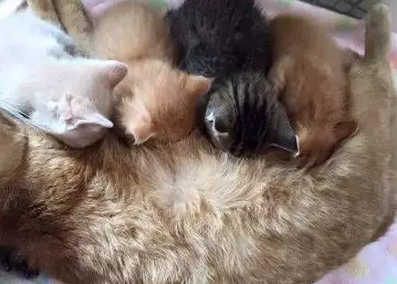 猫生崽一贵二贱三笨四抬轿