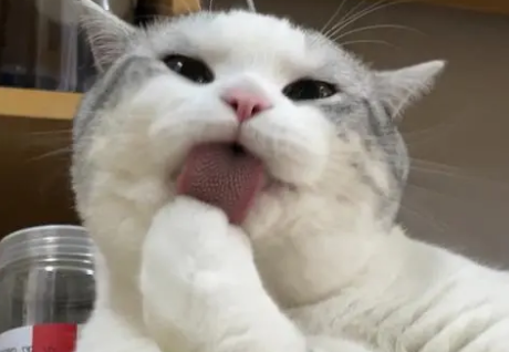 猫咪为什么老是舔手
