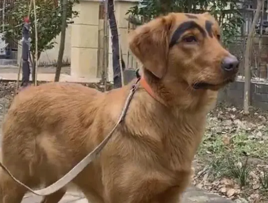 画眉毛的网红狗狗图片