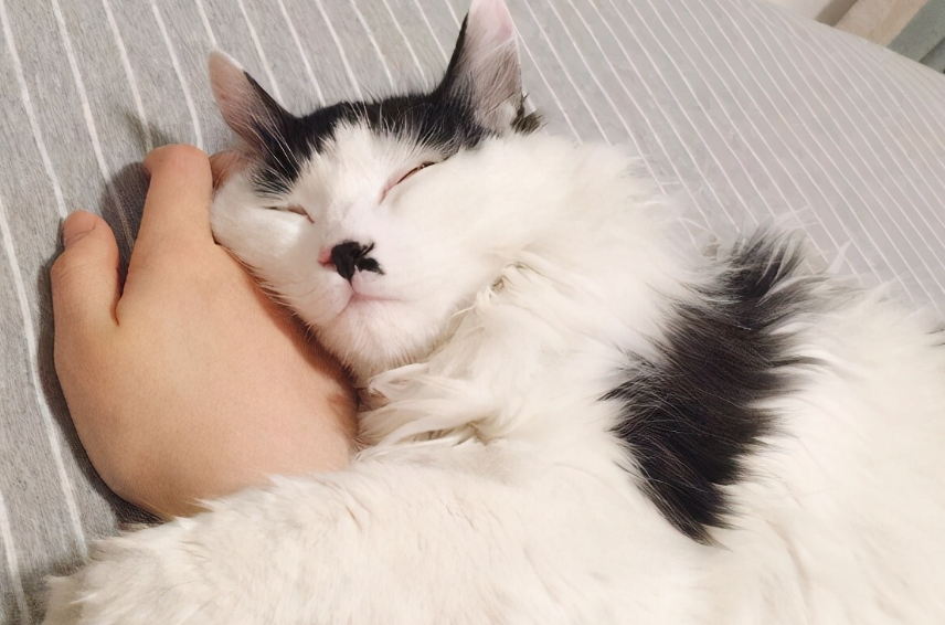 猫咪很高冷为什么还粘人 猫咪很高冷为什么还粘人