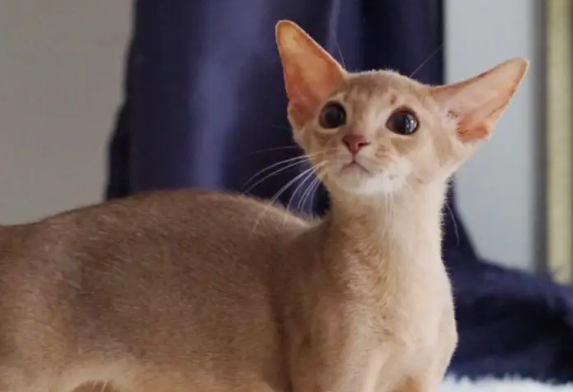 阿比西尼亚猫上厕所怎么训练?如何正确的训练? 阿比西尼亚猫上厕所怎么训练?如何正确的训练?