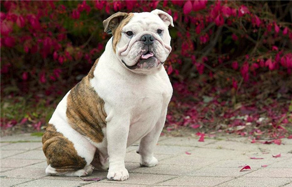 英国斗牛犬几个月爆头?牛牛爆头指南来啦! 英国斗牛犬几个月爆头?牛牛爆头指南来啦!