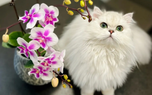 养猫能买什么鲜花 养猫能买什么鲜花