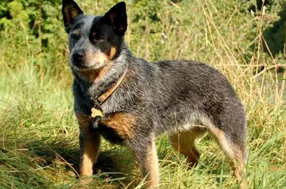 长得像土狗的名犬