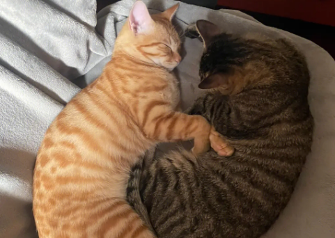 橘猫跟狸花猫的区别