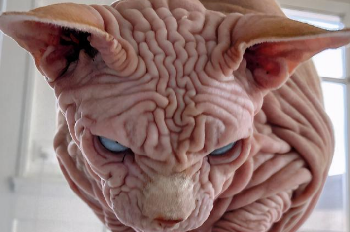 世界上最吓人的猫