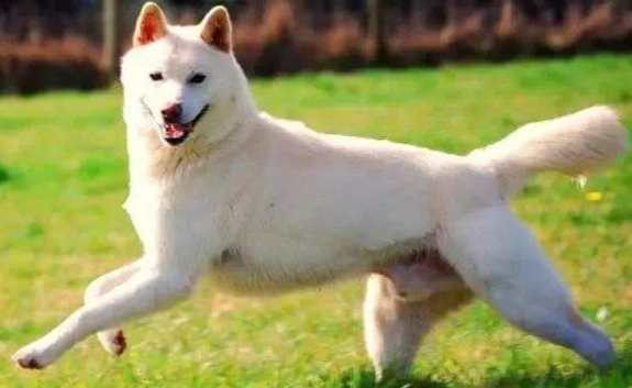 一文带你了解,卡南犬怎么洗澡? 一文带你了解,卡南犬怎么洗澡?