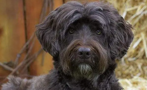 怎样养葡萄牙水犬？这里有办法~
