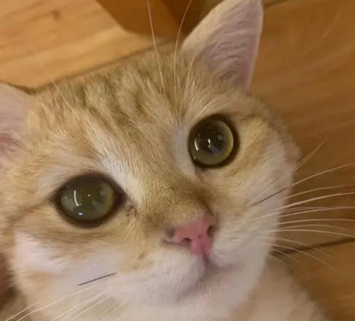 猫晚上眼睛不发光是为什么