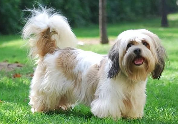 拉萨犬拉稀怎么处理?你们知道吗? 拉萨犬拉稀怎么处理?你们知道吗?
