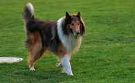 苏格兰牧羊犬毛发怎么打理?该如何照顾呢?