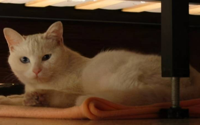 如何让猫讨厌你 如何让猫讨厌你
