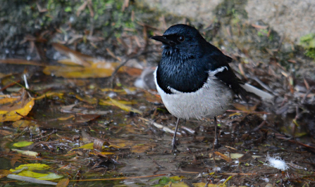 鹊鸲消化植物性饲料能力差,不宜喂粒料(如鸡蛋大米等),应喂粉料.