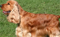 一文告诉你，英国可卡犬空调病症状有哪些？
