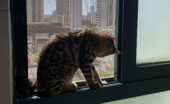 猫老是跳窗户跑到外面怎么办 猫老是跳窗户跑到外面怎么办