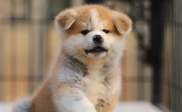 怎么训练秋田犬大小便？这些方法值得学习